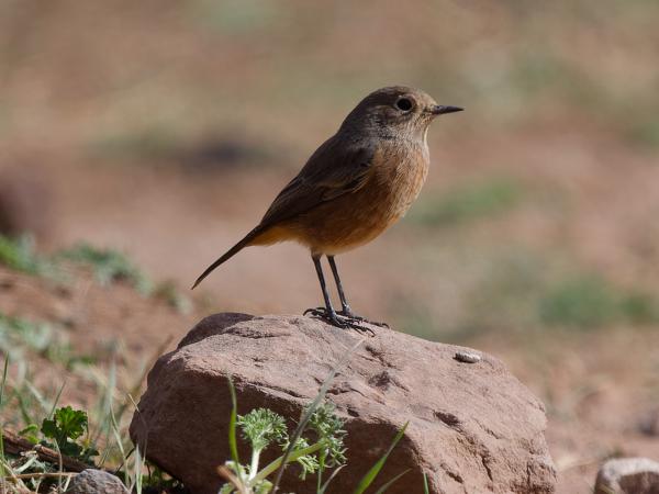 <h3><a href="/trips/marokko/biota/animalia/chordata/aves/040 passeriformes/108 muscicapidae/phoenicurus moussieri/phoenicurus moussieri-nl.html">Phoenicurus&nbsp;moussieri</a> / Moussier's&nbsp;redstart / Diadeemroodstaart</h3>OM-1 Mark II met OLYMPUS M.150-400mm F4.5 TC, 1/2000 sec  bij F5.6, ISO 500, afstand 16.4&nbsp;m